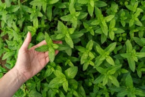 Les Meilleures Herbes Aromatiques à Cultiver Facilement en Pot